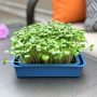 Microgreens Planter – Knowing Nature – Blue